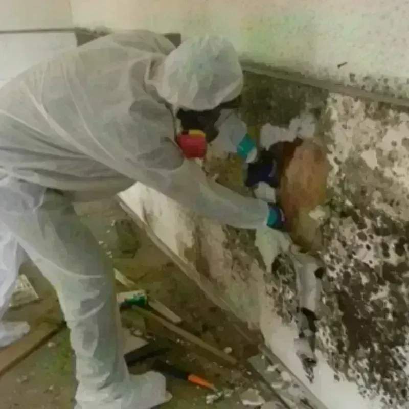 Mold Remediation and Removal in Puhi, HI